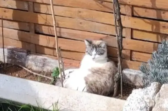 Chat perdu, Barsac, photo: Avis de recherche: Chat Pipoca