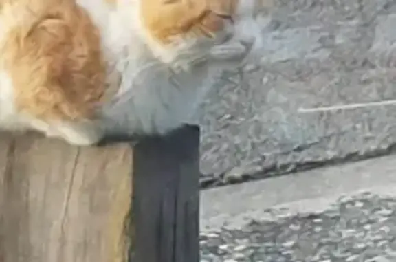 Chat blessé trouvé à Essigny-le-Petit - photo