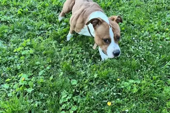 Staffy marron retrouvé à Avanton - photo