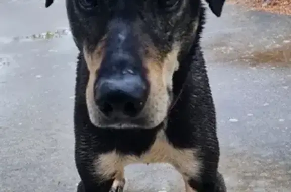 Chien perdu à La Voulte - photo