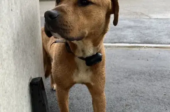 Chien perdu à Châbons retrouvé - photo