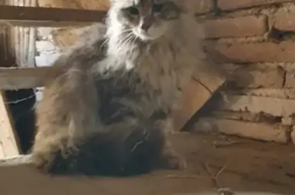 Chaton écaille trouvé D953 - photo