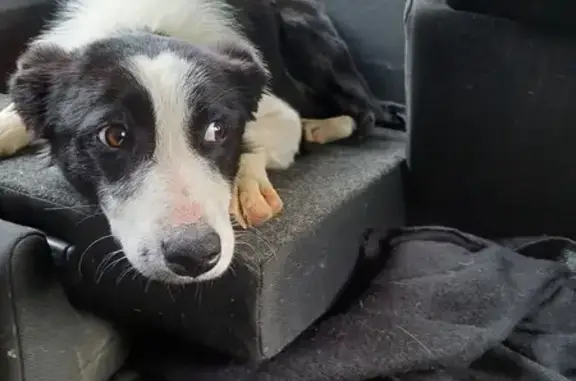 Chien trouvé: Border Collie noir/blanc - photo