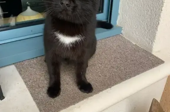 Chaton noir trouvé à St-Léger - photo