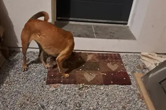Animaux trouvés Andernos-les-Bains, photo: Chien Perdu: Jeune Marron Affectueuse