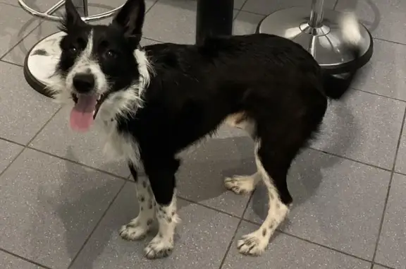 Chien Border Collie perdu retrouvé - photo
