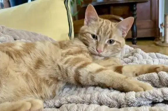 Animaux perdus , photo: Chaton roux disparu à Montret