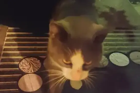Chatte grise et blanche trouvée - photo