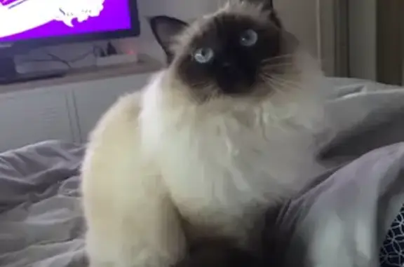 Chat perdu, , photo: Chat Sacré de Birmanie perdu