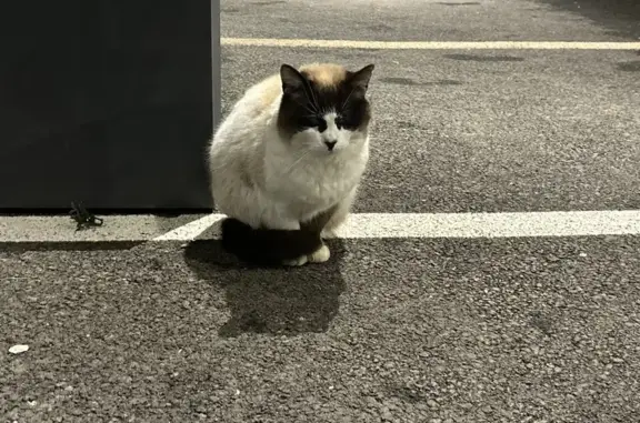Chat siamois perdu à Pouilley-les-Vignes - photo