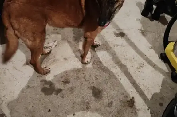 Chien trouvé , photo: Malinois perdu à Bazoches retrouvé