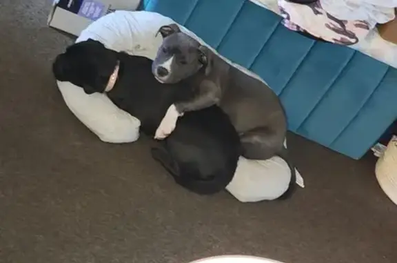 Help Find Our Blue Staffy - Missing in Newcastle!
