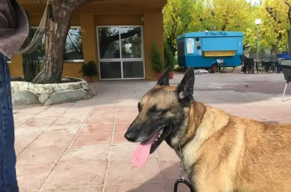 Kayser, chien perdu à Thyez - photo