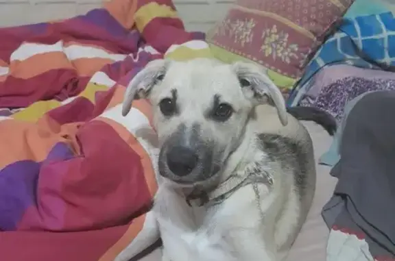 Chiot blanc perdu à La Mulatière - photo