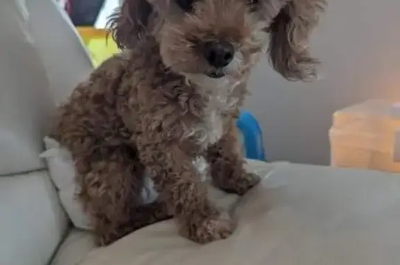 Lost Toy Poodle - Brown/Red with White Patch