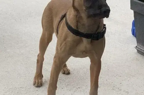 Chiot femelle trouvé à Muret - photo