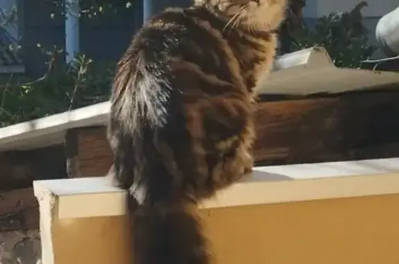 Animaux perdus Le Pont-de-Claix, photo: Sansa, chat disparu depuis 9 jours