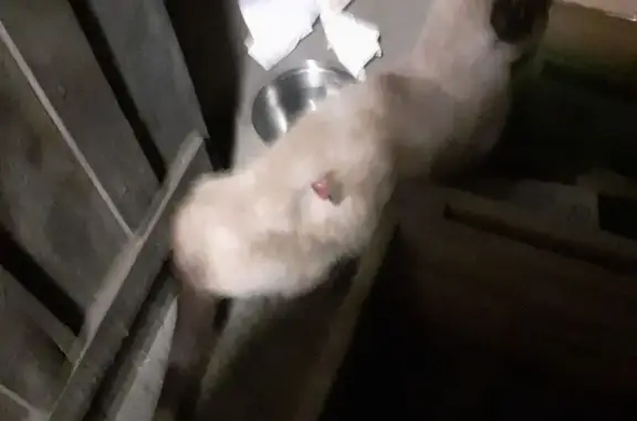 Chat siamois blessé recueilli à Alès - photo