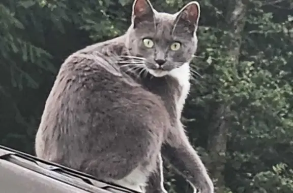 Animaux perdus , photo: Chat gris-blanc Finy disparu à Hanviller