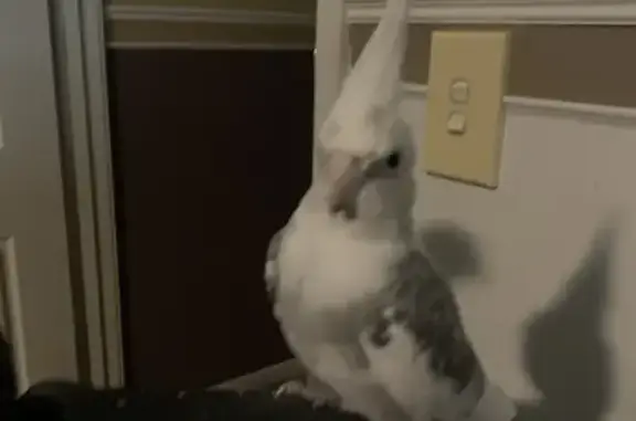 Lost Cockatiel in Salisbury - White & Gray!