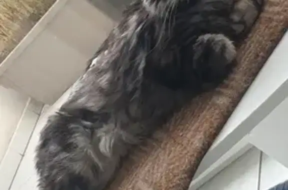 Chat Maine Coon trouvé à Fréjus - photo