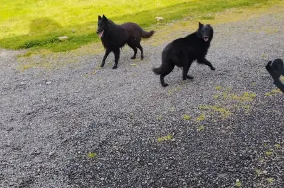 Chien perdu: non agressif à Segré - photo