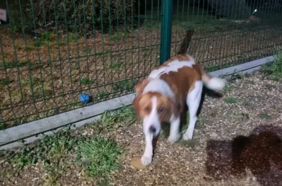 Chiens perdus recueillis à Durtal - photo