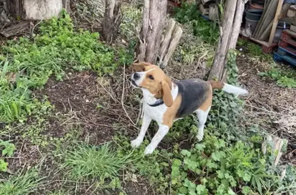 Chien perdu à Lyon retrouvé - photo