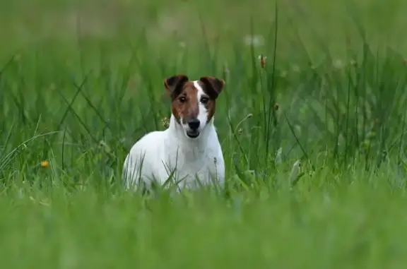 Chien perdu Neulliac, photo : Alerte: Fox Terrier Perdu à Neulliac