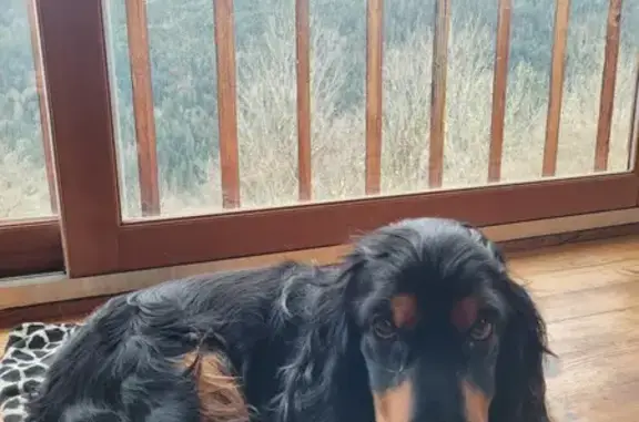 Chien perdu , photo : Alerte: Cocker perdu en Savoie