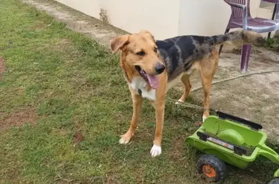 Chien trouvé , photo: Chien perdu à Monsempron retrouvé