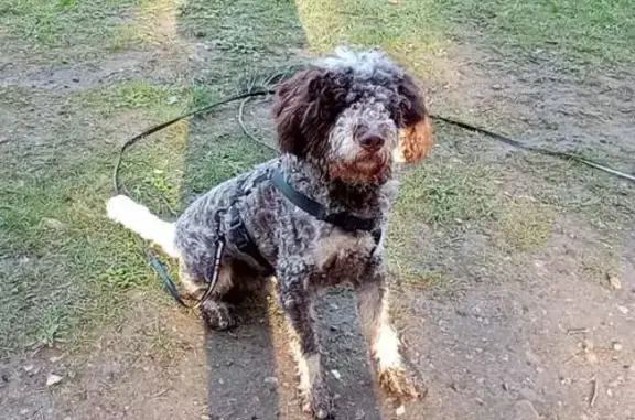 Chien perdu Vannes, photo : Chien Upo, 8 mois, perdu à Vannes