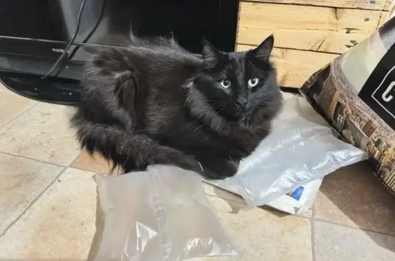 Chat perdu, Le Boulou, photo: Chat Marly perdu, secteur Le Boulou