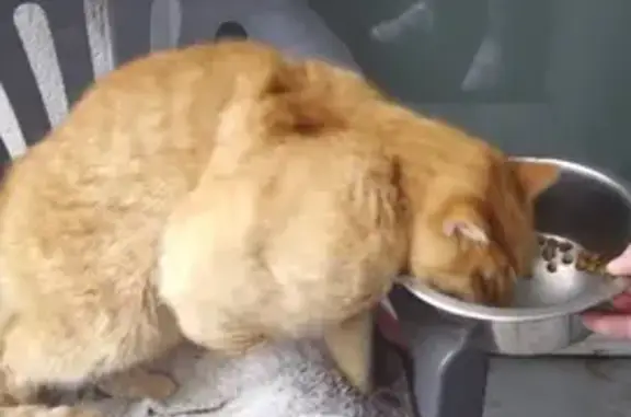 Chat roux blessé récupéré à Lanester - photo