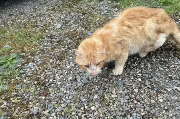 Chat roux blessé trouvé au Magny - photo