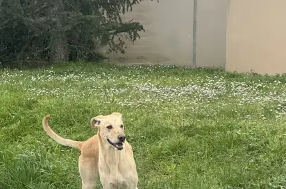 Chien perdu près de Grèzes, Carcassonne - photo