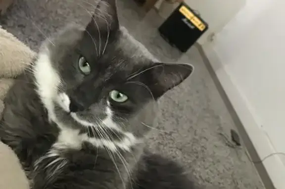 Animaux perdus Châteauroux, photo: Chat gris tacheté perdu à Châteauroux