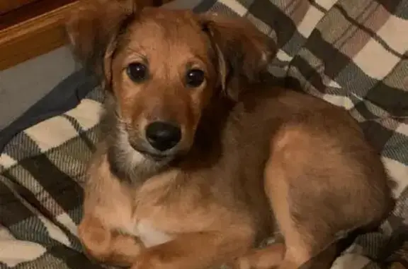 Chiot trouvé à Saint-Benoît - photo