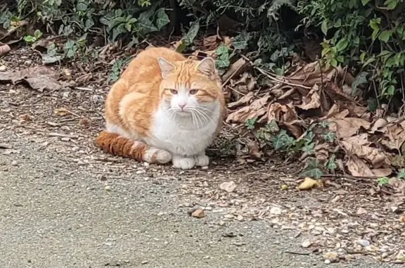 Chat affectueux trouvé à Darnétal - photo