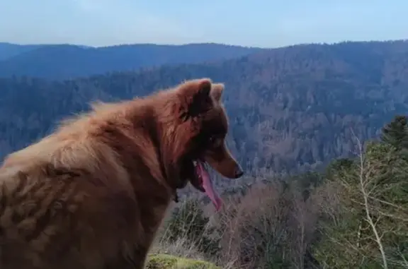 Chien perdu , photo : Chien perdu à Vescemont #8