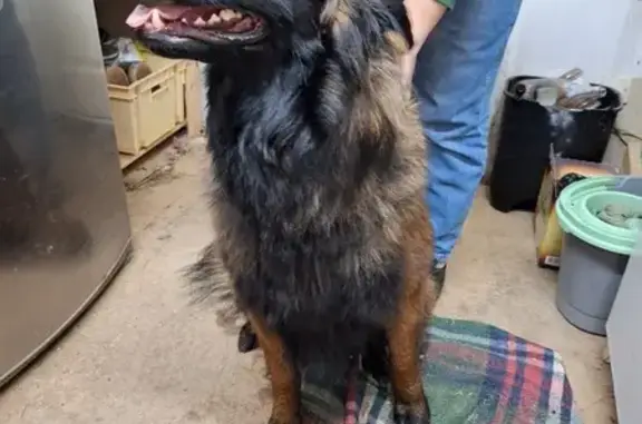 Chien sociable trouvé à Auzouer - photo