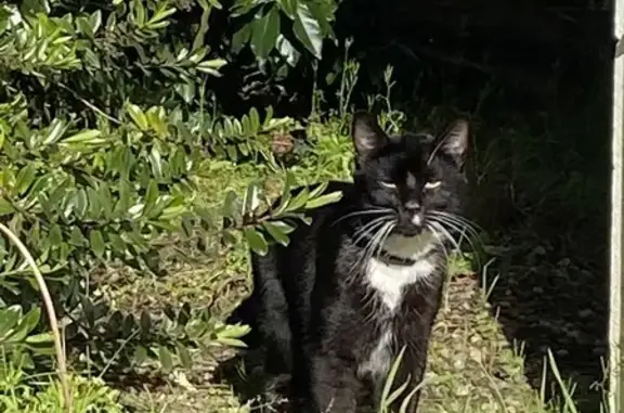 Chat trouvé Paulx, photo: Chat câlin aux moustaches blanches