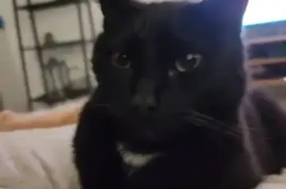 Animaux perdus La Chapelle-Launay, photo: Chat Zazou disparu à La Chapelle
