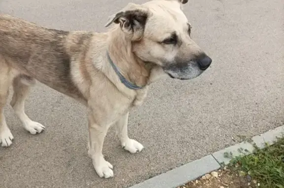 Chien perdu à La Rochelle - photo
