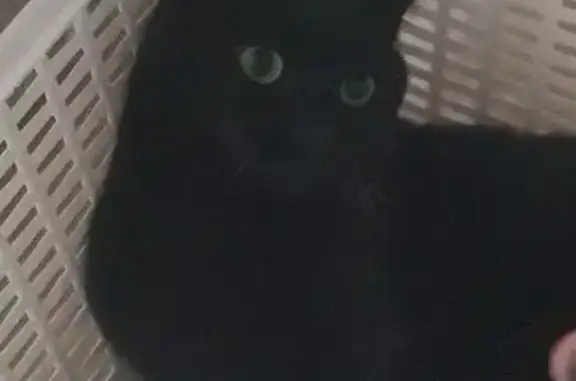 Animaux perdus Reims, photo: Chatte noire perdue - Reims