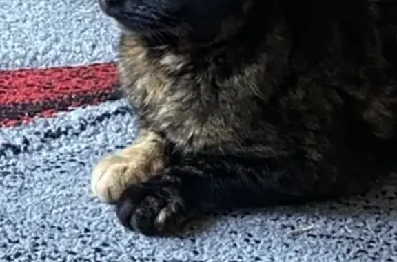 Animaux perdus , photo: Chatte opérée Winnie perdue - Urgent