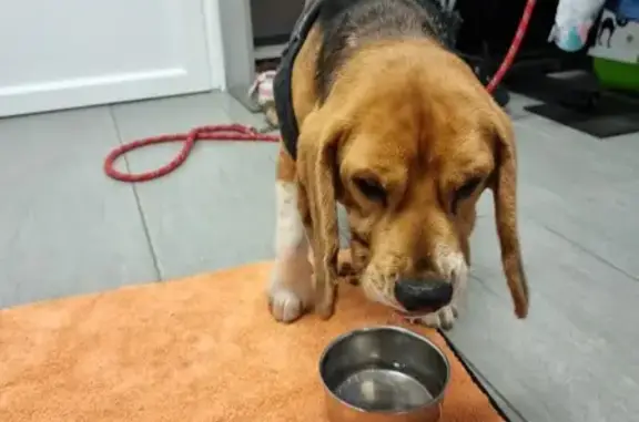 Chien Beagle trouvé à Verneuil - photo