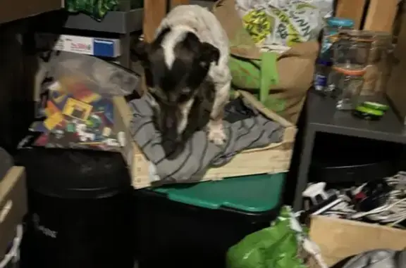 Chien croisé trouvé à Neuvy-le-Roi - photo