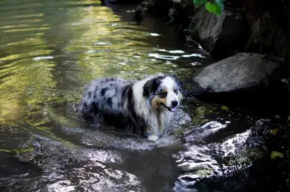 Chien perdu Paray-le-Monial, photo : Berger Australien Perdu, 30kg+