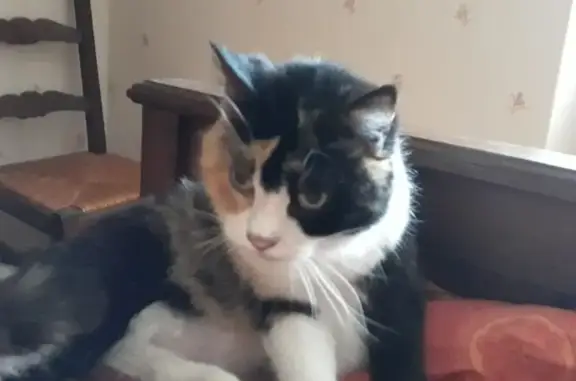 Animaux perdus Le Relecq-Kerhuon, photo: Chatte Cannelle disparue au Relecq